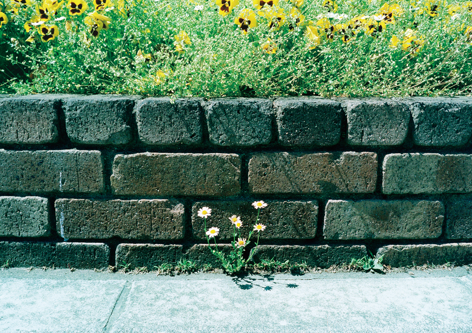 zasso_book_06