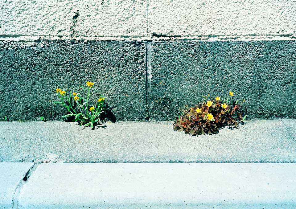 zasso_book_09